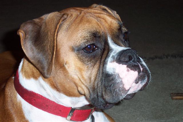 Samantha - 16 Month's Old