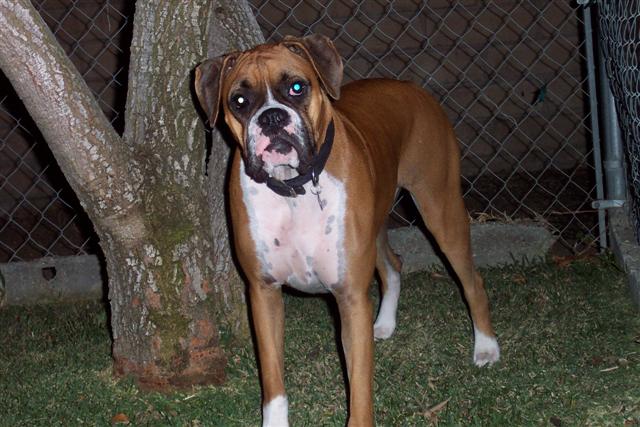Samantha - 17 Month's Old