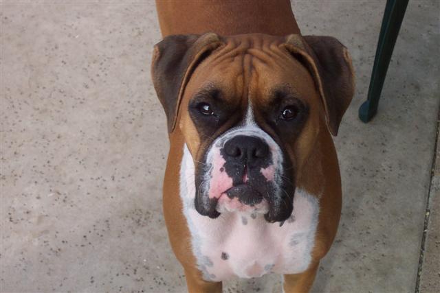 Samantha - 18 Month's Old