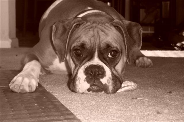 Samantha - 18 Month's Old