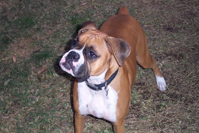 Samantha - 19 Month's Old