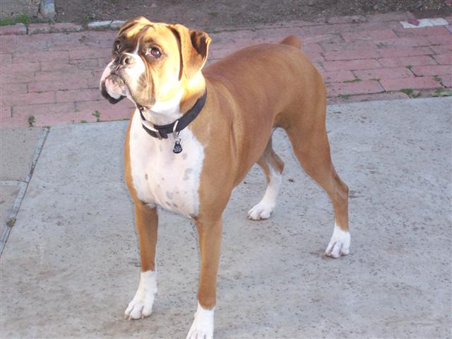 Samantha - 20 Month's Old
