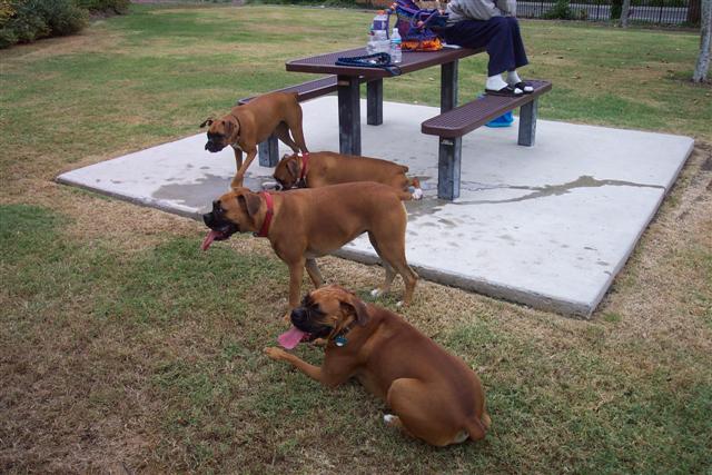 Samantha & Friends