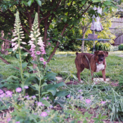 Samantha in the garden