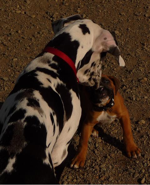 Same age great dane