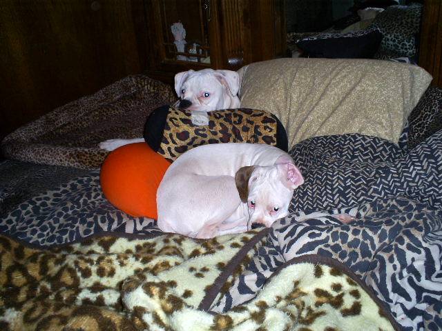 Same thing.. every night.. MOVE OVER you TWO!!!