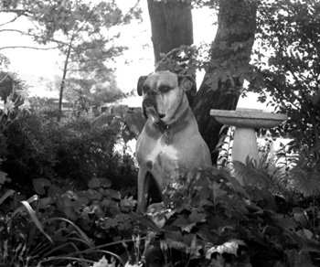 saminflowers02