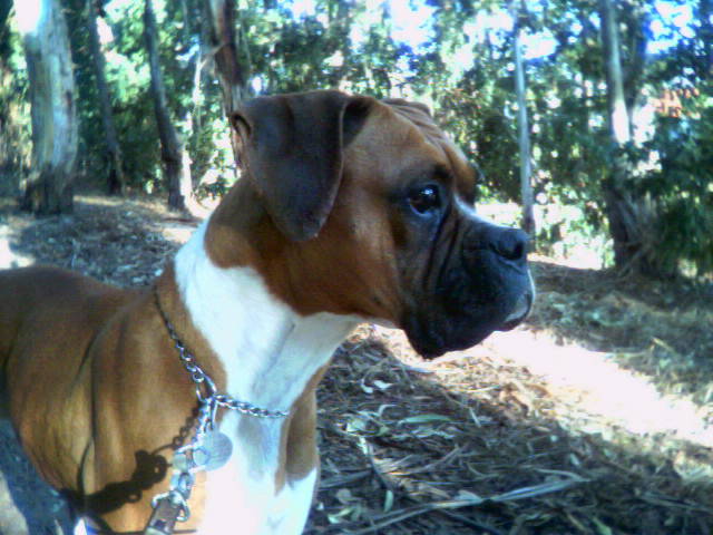 Sammie