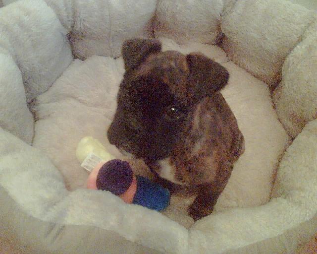 Sammy age 13wks in his bed!