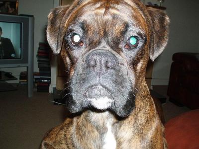 Sammy age 15mths!