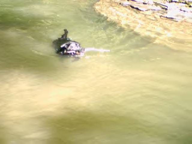 Sammy_swim