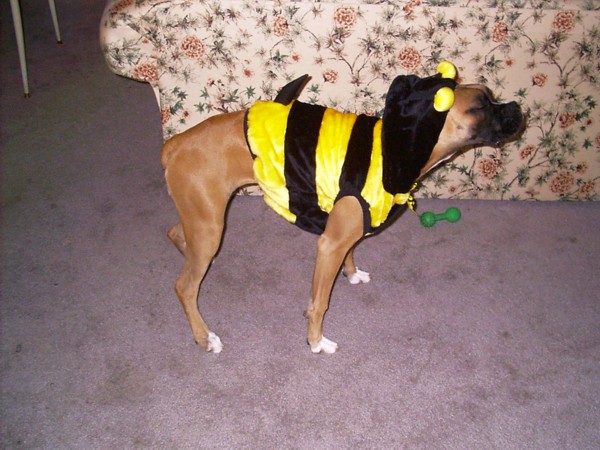 sammy's halloween