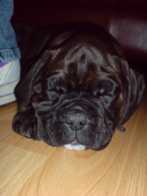 Sampson 8 weeks old