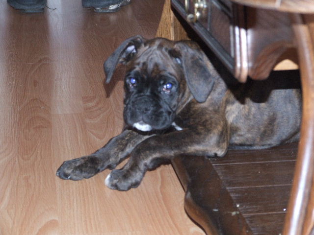 Sampson 9 weeks 3