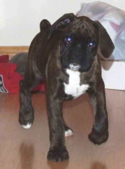 Sampson 9 weeks 4