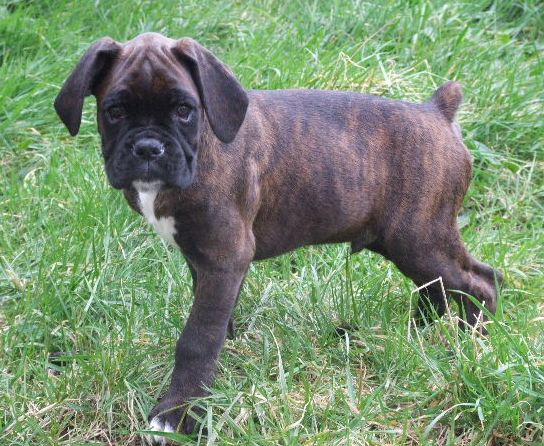 Sampson 9 weeks 5