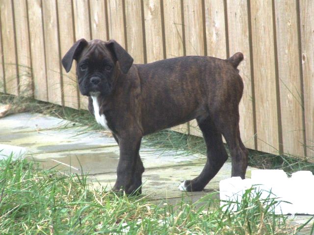 Sampson 9 weeks 6