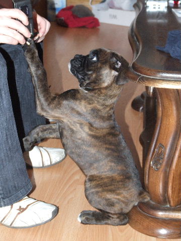 Sampson 9 weeks