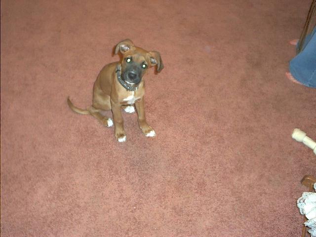 Sampson at 4 months