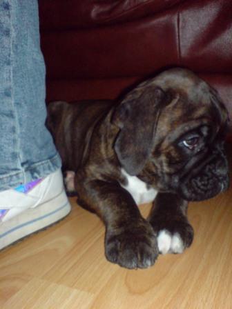 Sampson Awake