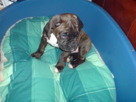 Sampson in his new bed