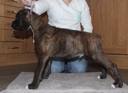 Sampson show training