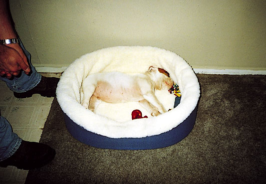 Sampson Sleeping