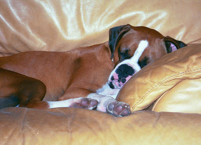 Sampson so tired