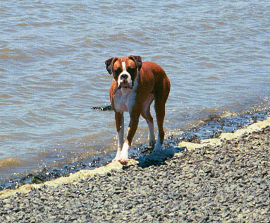 Sampson the beach comber