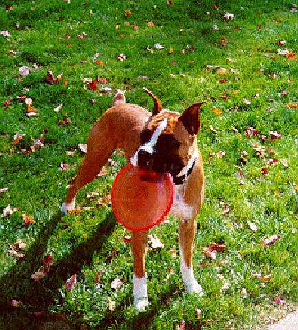 Sampson The Master of Disaster