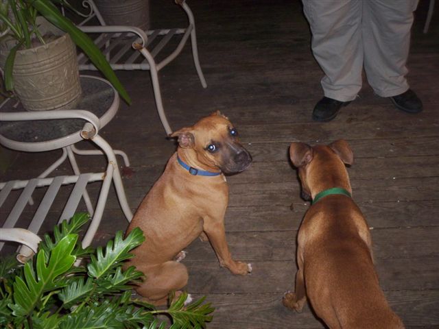 sampson_and_buster3