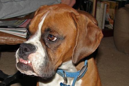 Sams Underbite