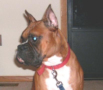 Samson 2 Years Old