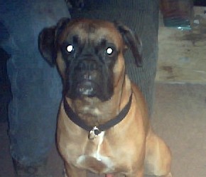 Samson 3 yrs