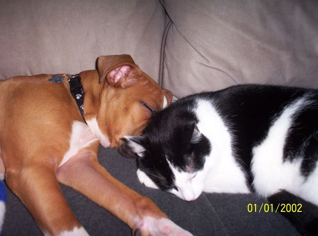 Samson and Bailey napping...