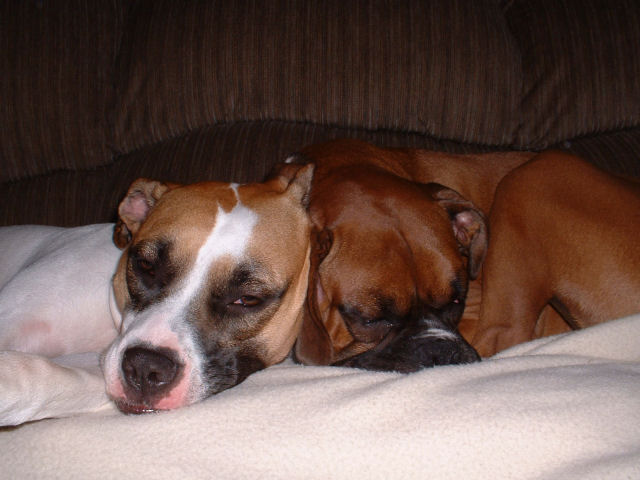 Samson and Hannah