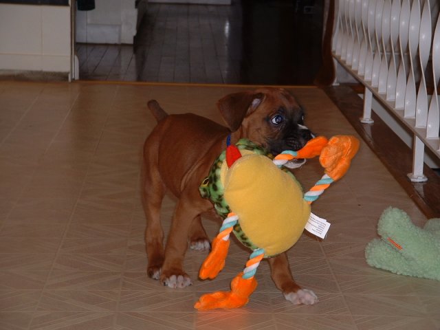 Samson and His Frog