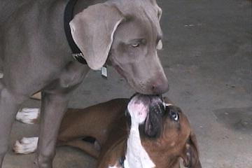 samson and parker