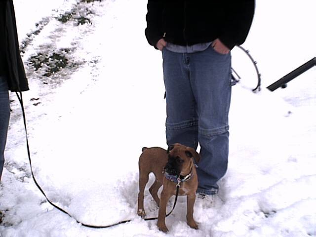 Samson as a puppy