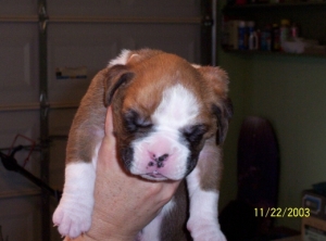 Samson at 2 weeks