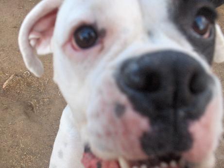 Samson at the Dog Park