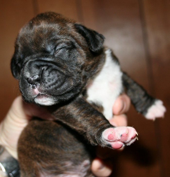 Samson at two weeks!