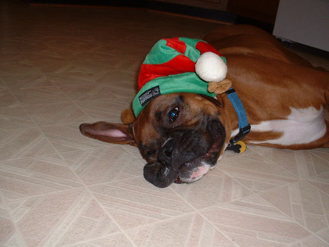 Samson Elf Hat