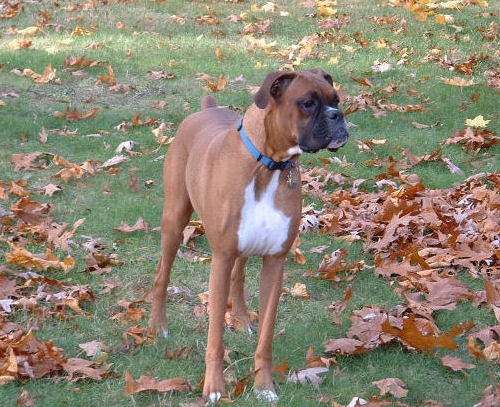 Samson - Fall 2006