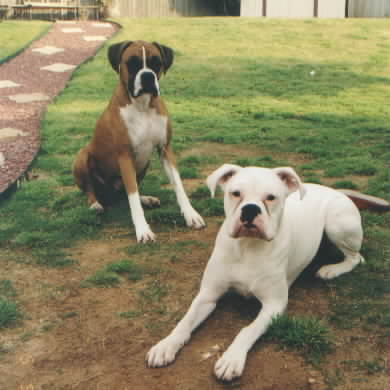 Samson (fawn) and Leilani (white)