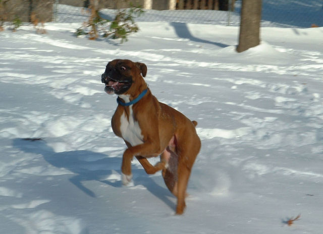 Samson in Snow