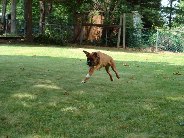 Samson In The Air