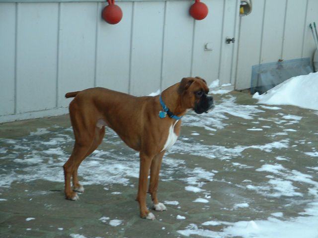 Samson on Patio