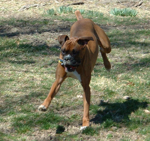 Samson running