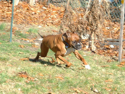 Samson running